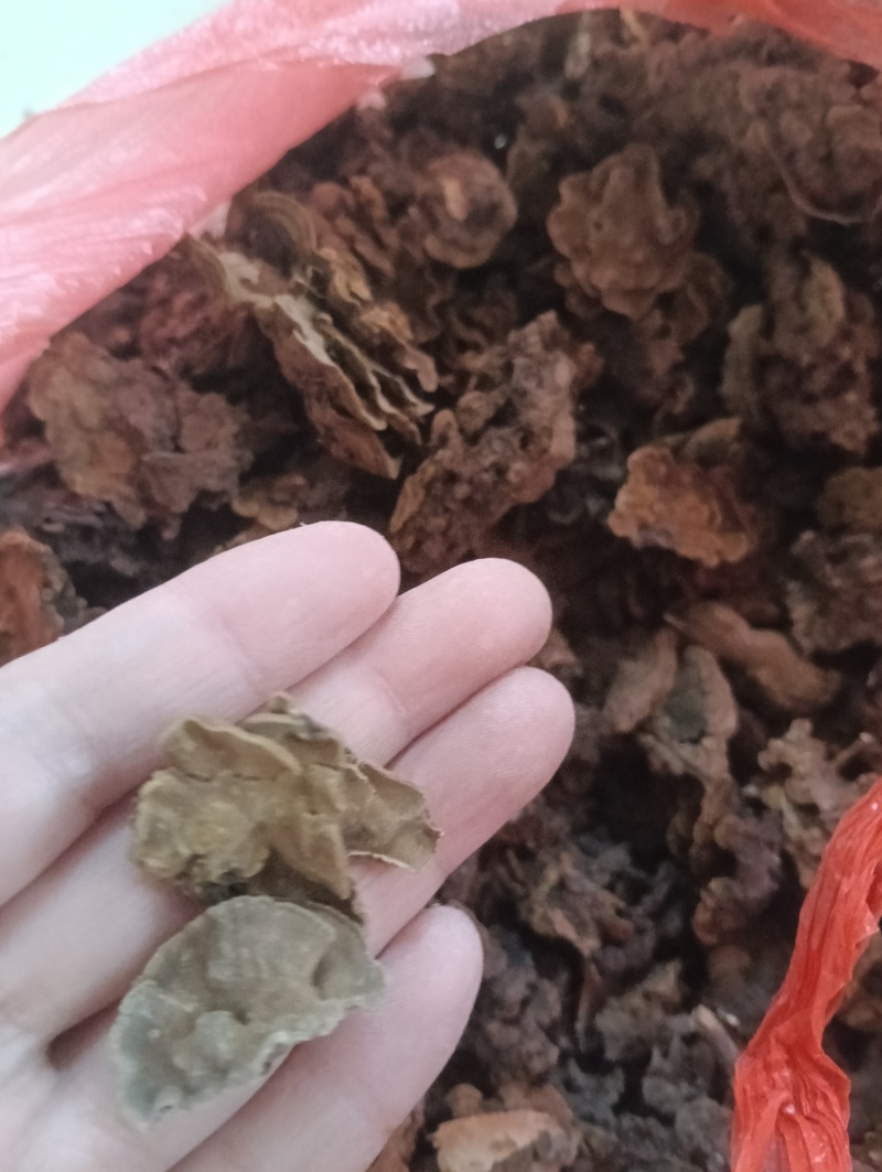 金银花灵芝。金银花蛾子。学名花灵芝。环棱褐乳菌。