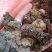 金银花灵芝。金银花蛾子。学名花灵芝。环棱褐乳菌。