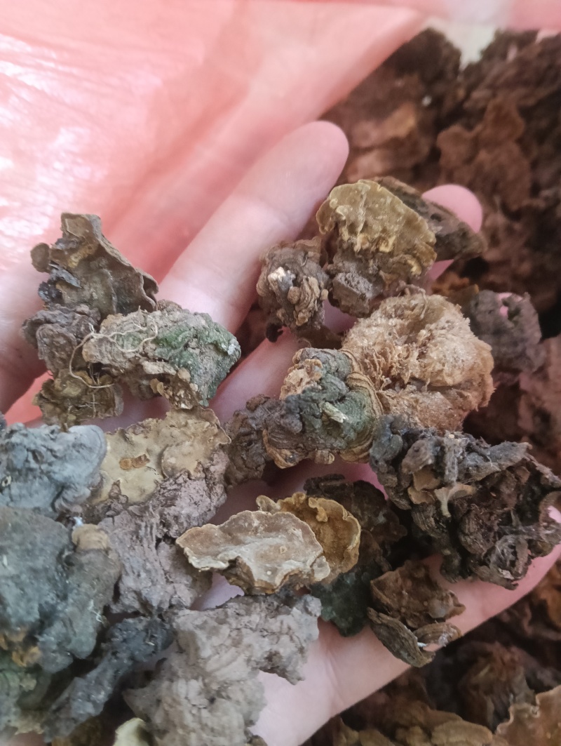 金银花灵芝。金银花蛾子。学名花灵芝。环棱褐乳菌。