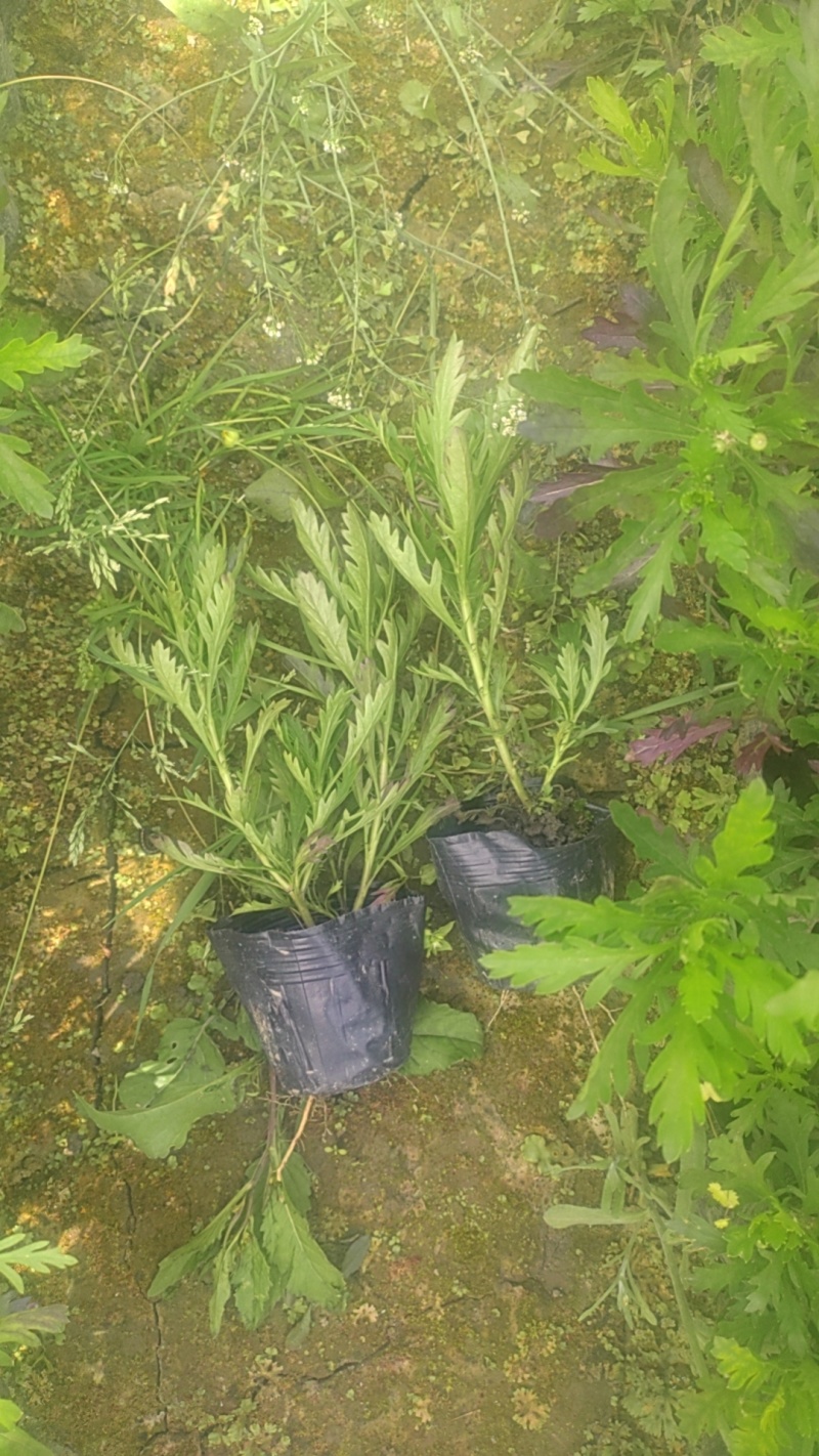 木春菊、12杯木春菊、16杯木春菊、加仑盆木春菊