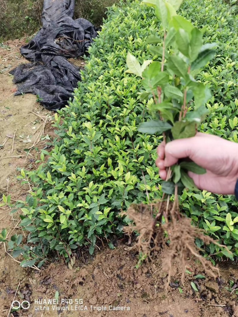 乌牛早茶苗，基地直发，品质保证，一叶知春早，千年乌牛香