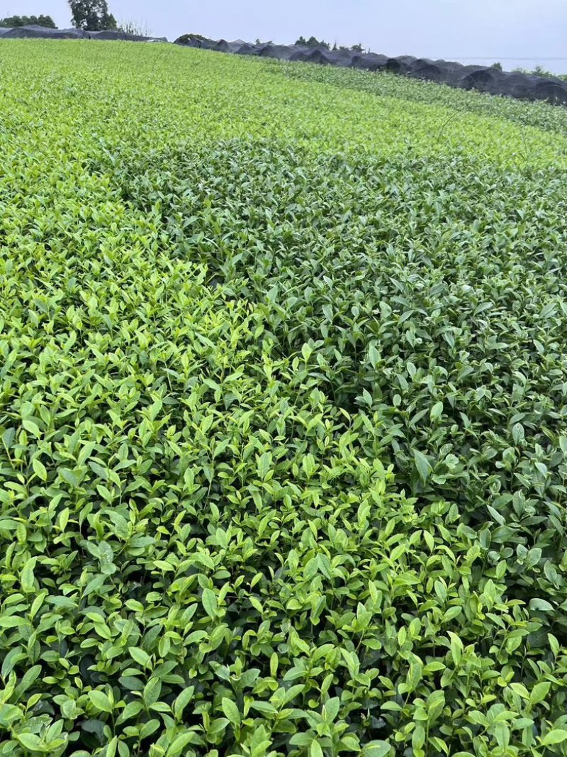 乌牛早茶苗，基地直发，品质保证，一叶知春早，千年乌牛香