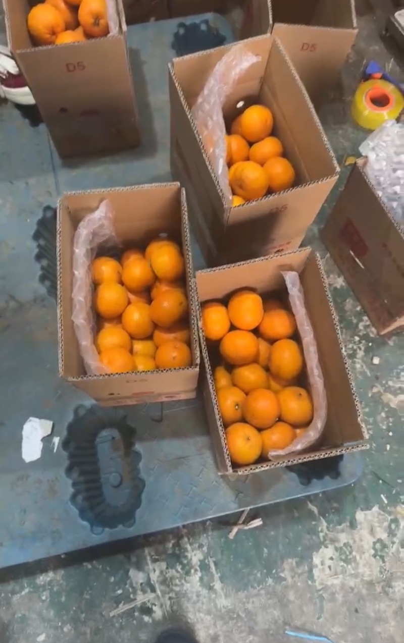 云南高山沃柑批发电商一件代发价格低
