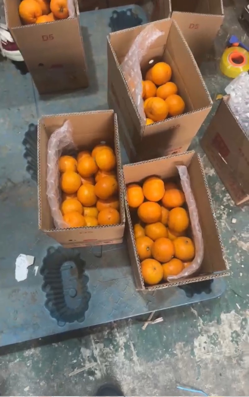 云南高山沃柑批发电商一件代发价格低