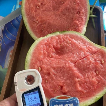 精品麒麟美都发全国货源充足量大从优诚信经营欢迎致电