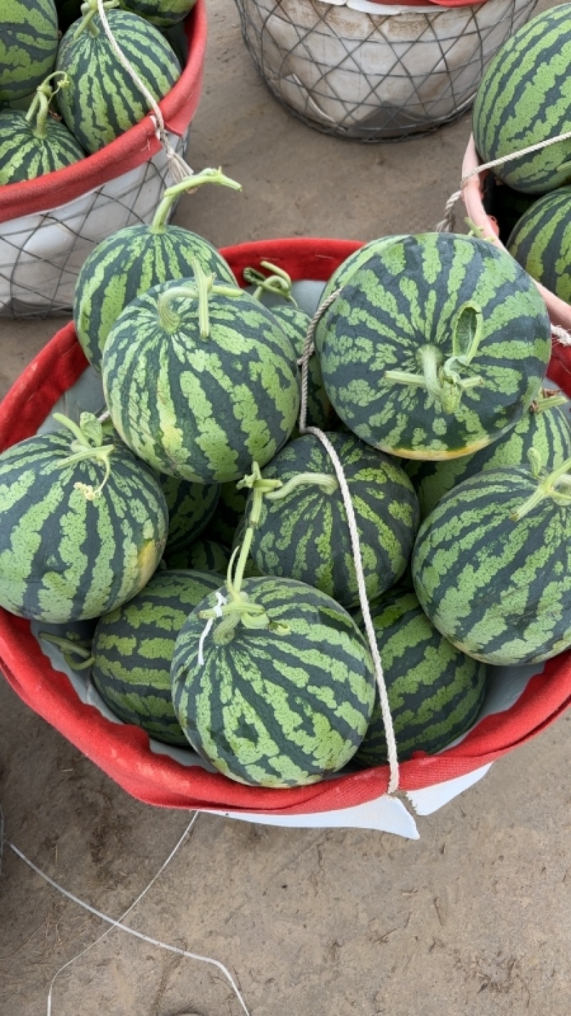 精品麒麟美都发全国货源充足量大从优诚信经营欢迎致电