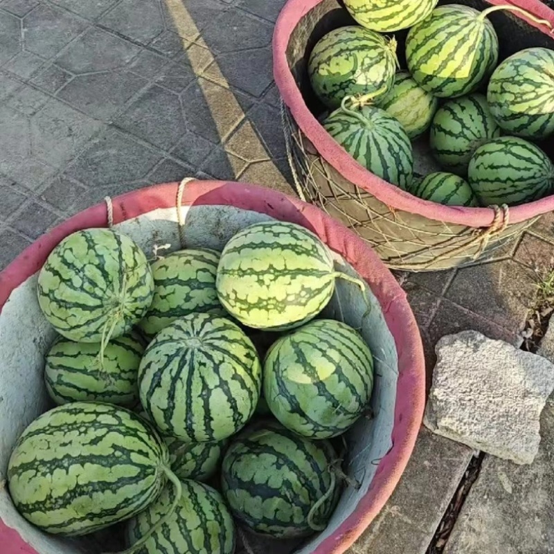 夏邑美都大量上市中可支持视频看货欢迎前来选购