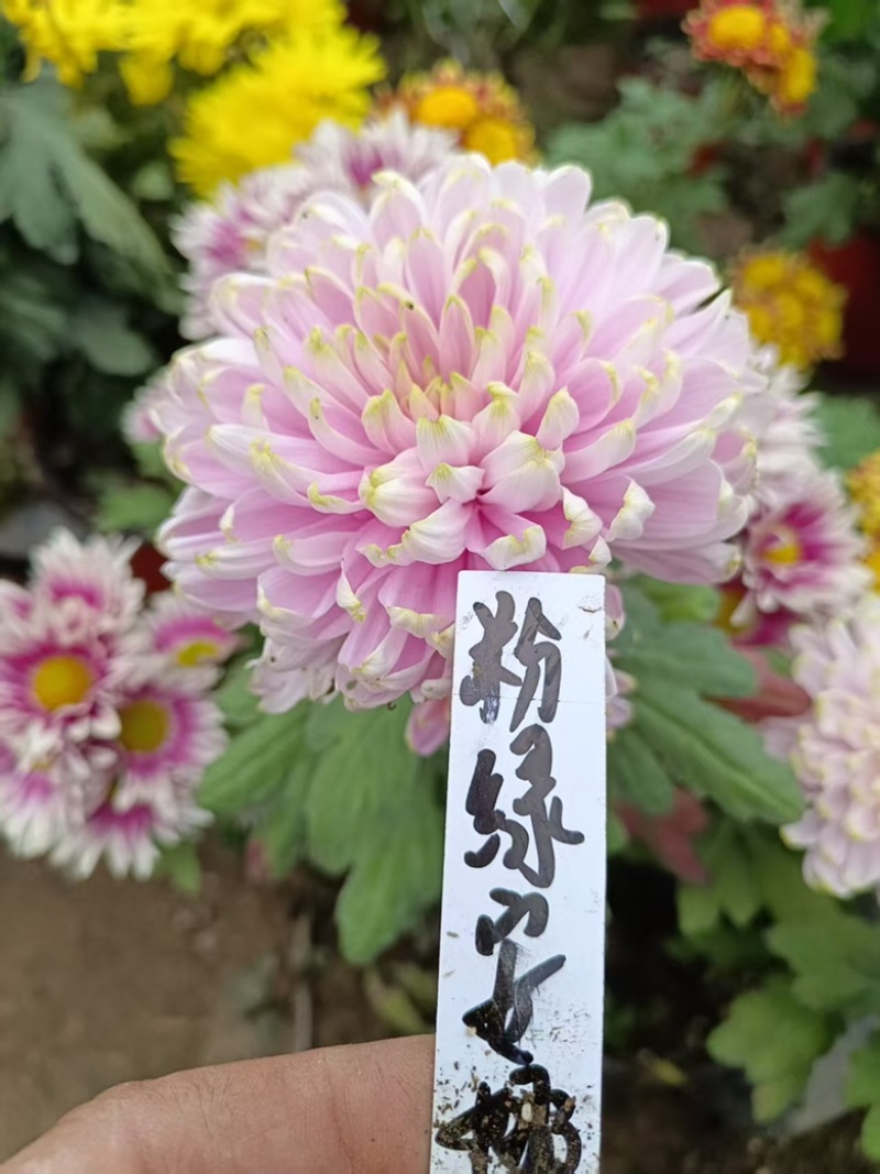 产地直销货源充足菊花苗观赏菊百个品种现货
