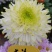 产地直销货源充足菊花苗观赏菊百个品种现货