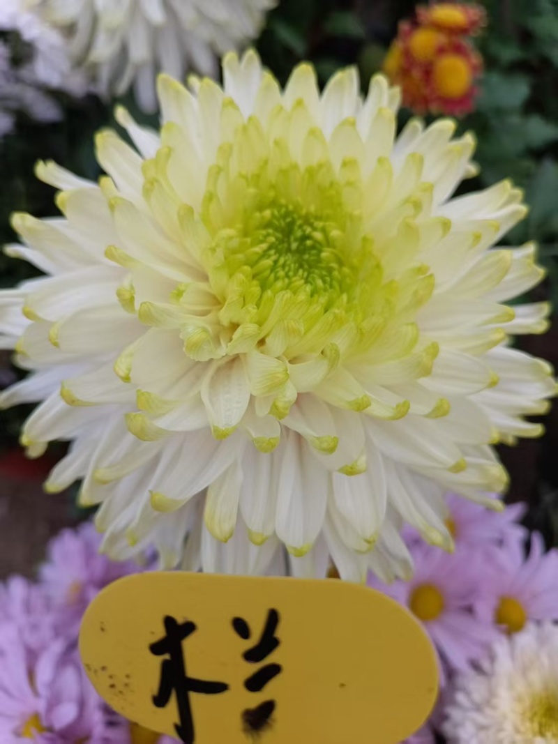 产地直销货源充足菊花苗观赏菊百个品种现货