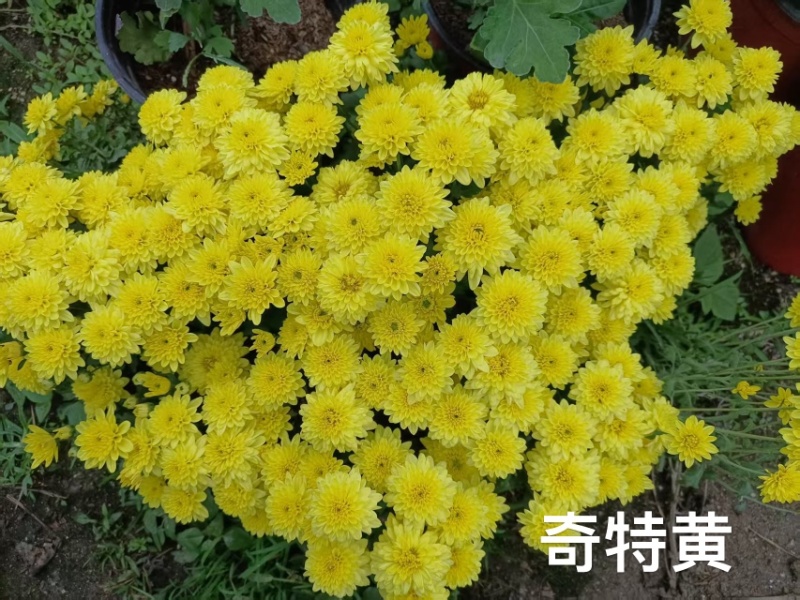 产地直销货源充足菊花苗观赏菊百个品种现货