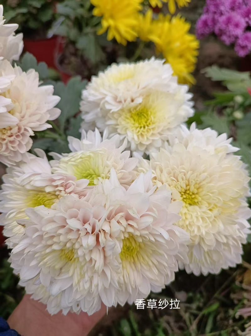 产地直销货源充足菊花苗观赏菊百个品种现货