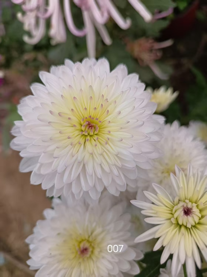 产地直销货源充足菊花苗观赏菊百个品种现货