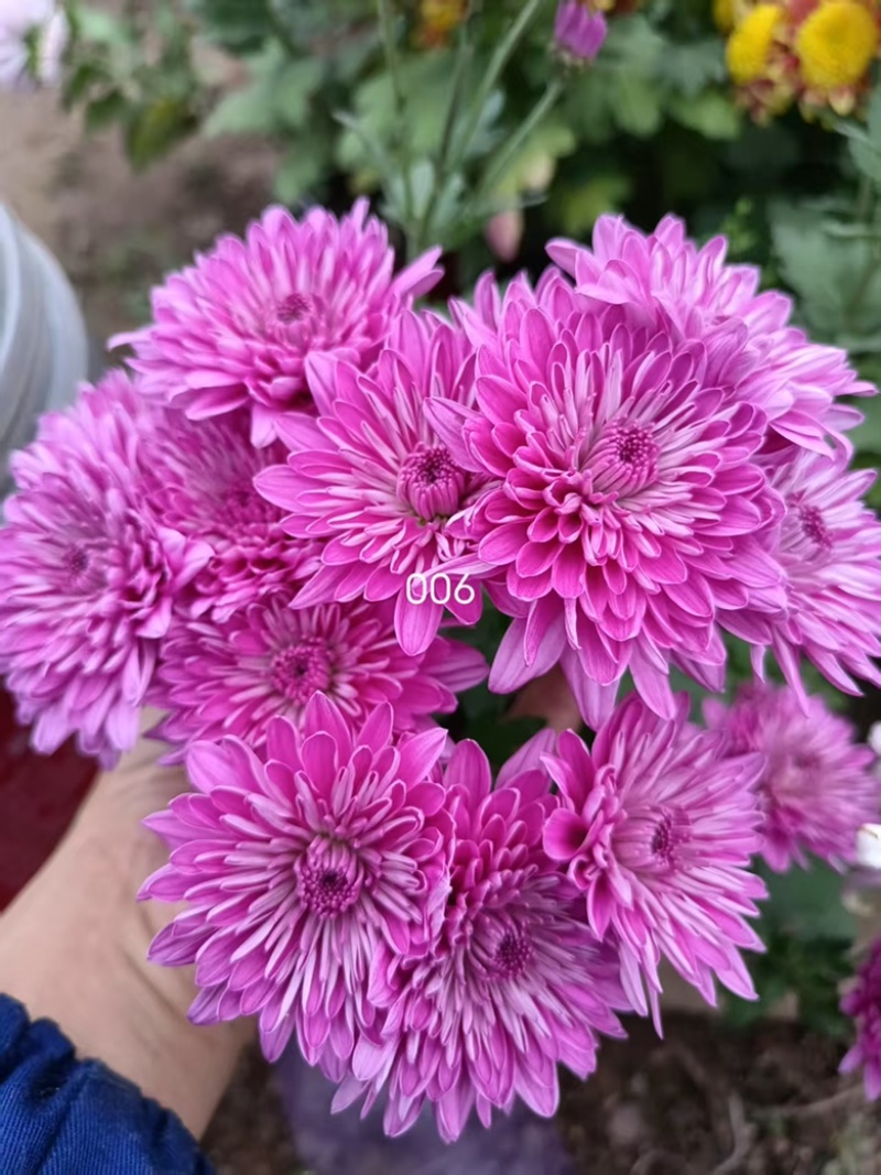 产地直销货源充足菊花苗观赏菊百个品种现货
