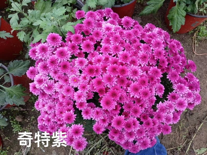 产地直销货源充足菊花苗观赏菊百个品种现货