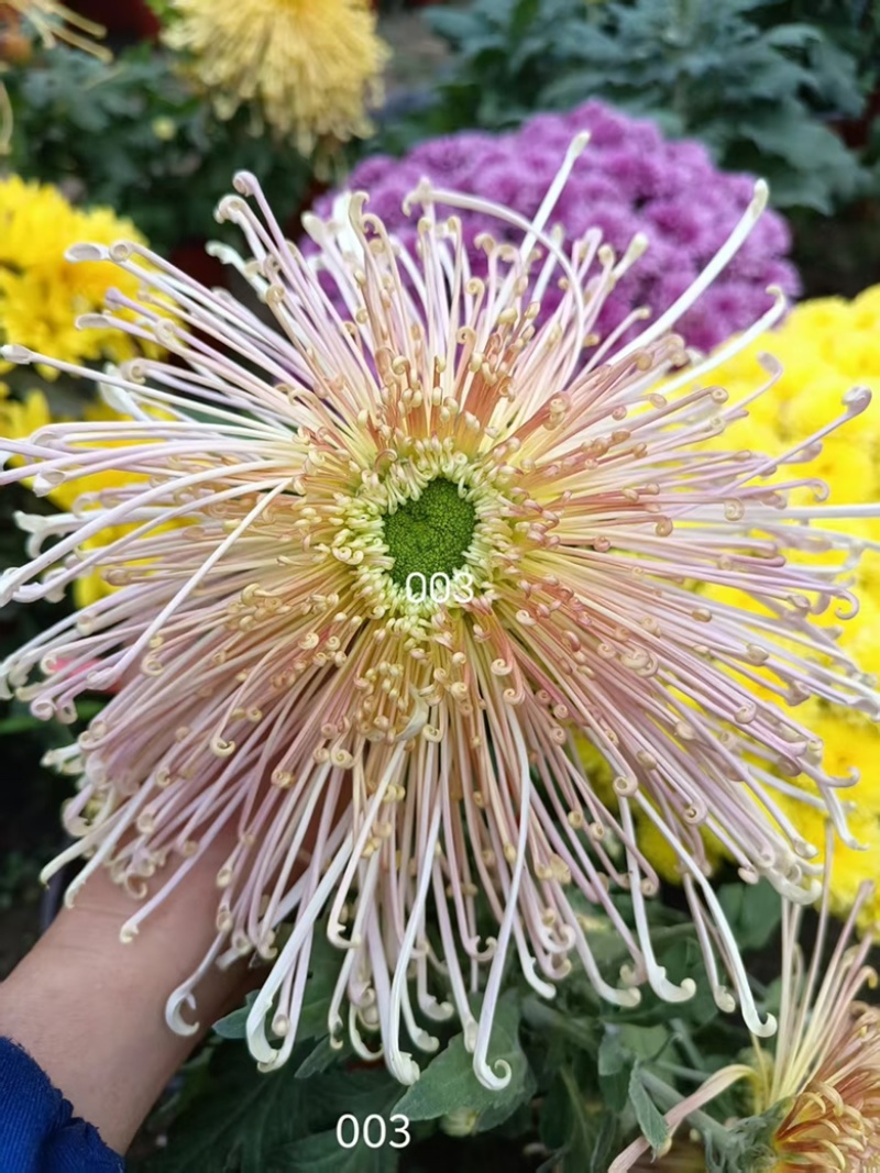 产地直销货源充足菊花苗观赏菊百个品种现货