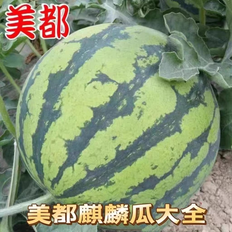 夏邑麒麟大量上货甜度高品质优良可支持全国发货