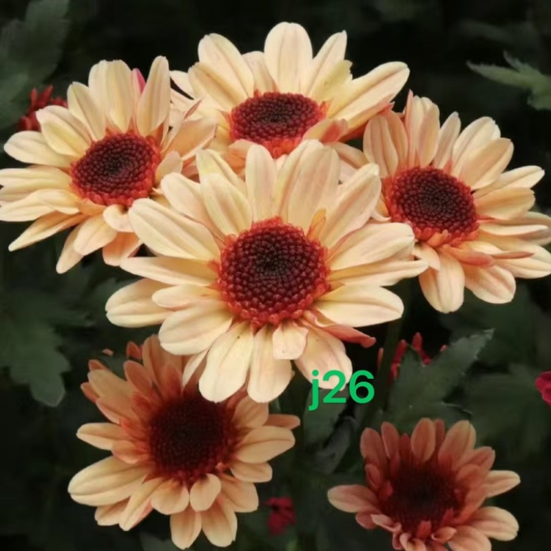 产地直销货源充足菊花苗观赏菊百个品种现货