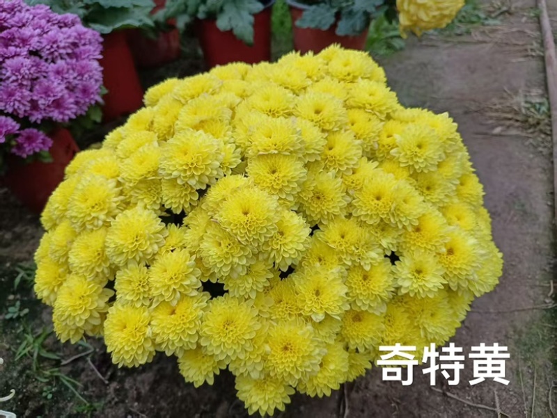 产地直销货源充足菊花苗观赏菊百个品种现货