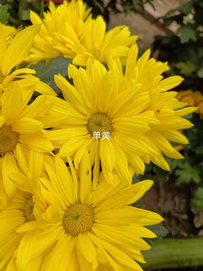 产地直销货源充足菊花苗观赏菊百个品种现货