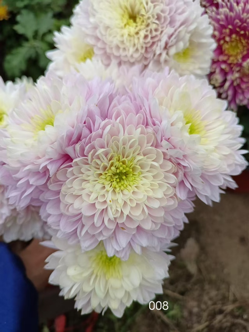 产地直销货源充足菊花苗观赏菊百个品种现货