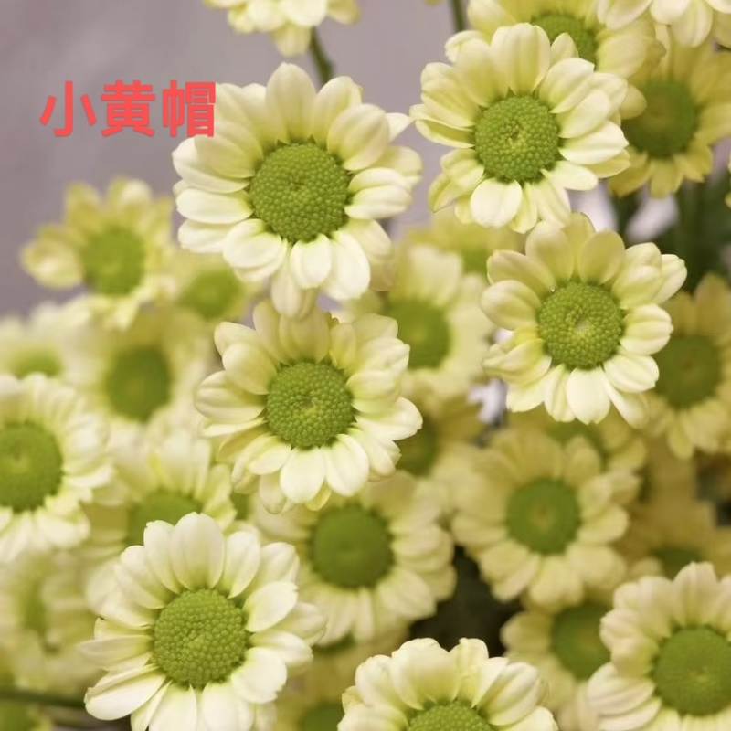 产地直销货源充足菊花苗观赏菊百个品种现货