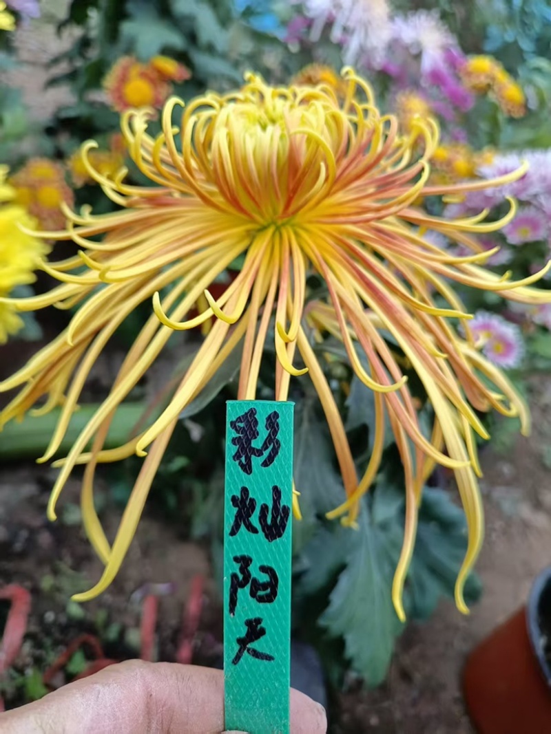 产地直销货源充足菊花苗观赏菊百个品种现货