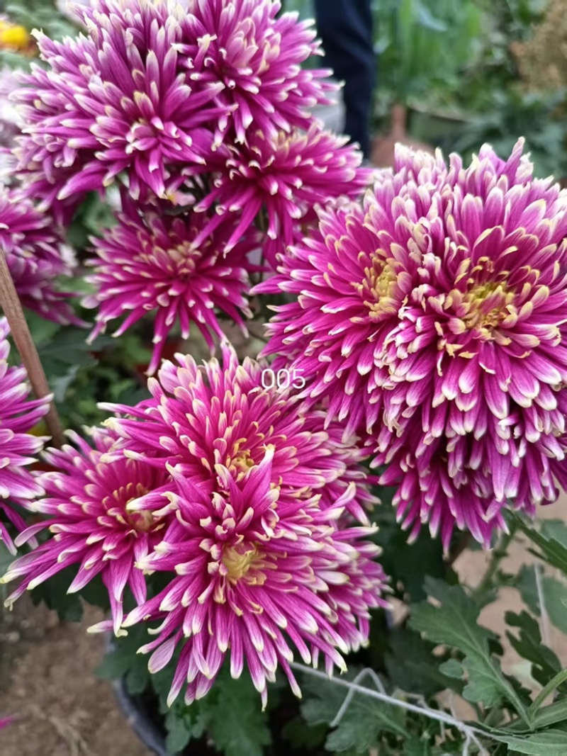 产地直销货源充足菊花苗观赏菊百个品种现货