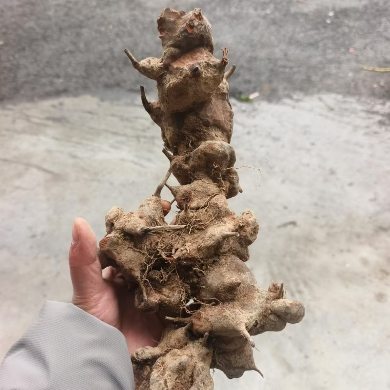 贵州，金刚藤，大量出售，价格优美，品质优美