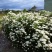 澳洲米花袋苗白红粉三用于园艺工程绿化花束色全国可发