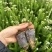 澳洲米花袋苗白红粉三用于园艺工程绿化花束色全国可发