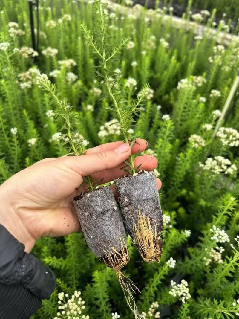 澳洲米花袋苗白红粉三用于园艺工程绿化花束色全国可发