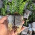 澳洲米花袋苗白红粉三用于园艺工程绿化花束色全国可发