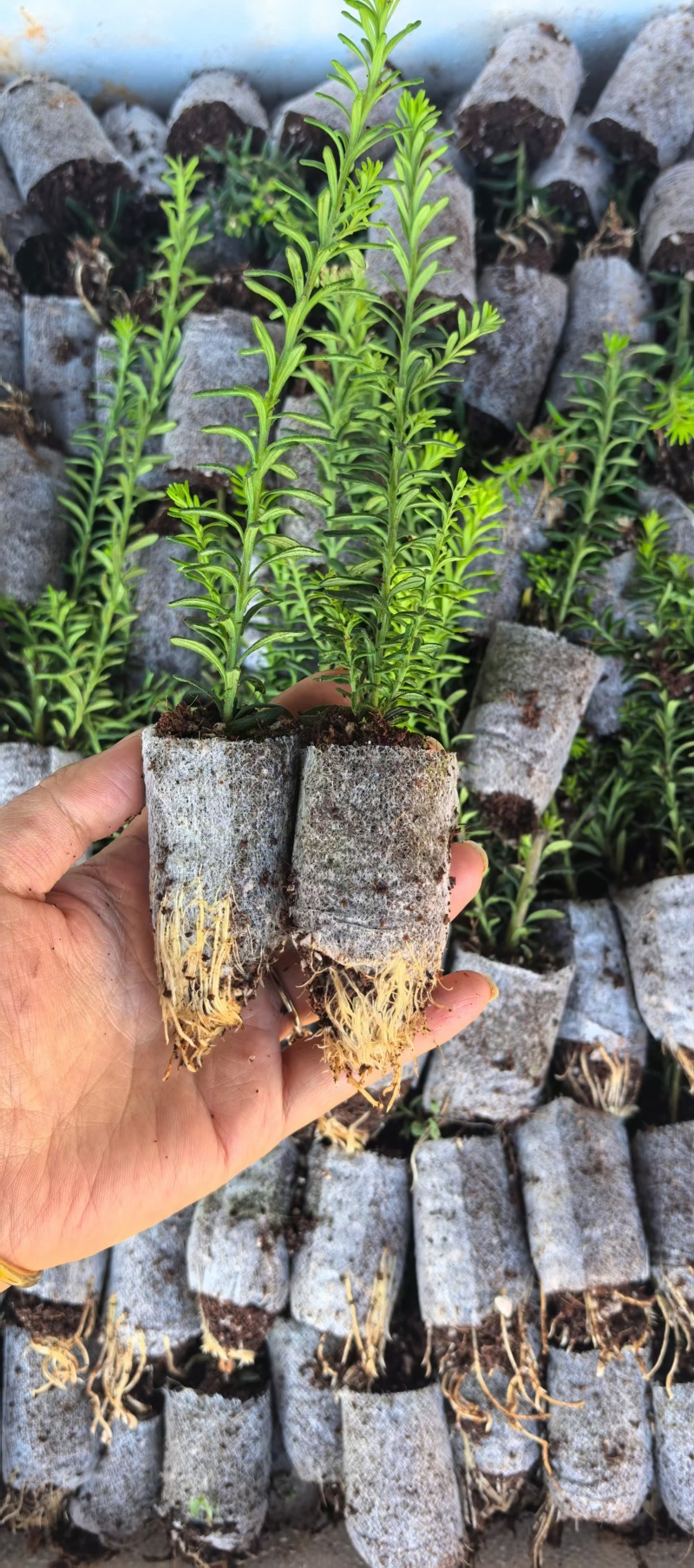 澳洲米花袋苗白红粉三用于园艺工程绿化花束色全国可发