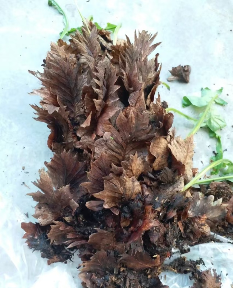 骨碎补，大量出售，品质优美，欢迎全国采购商给我致电