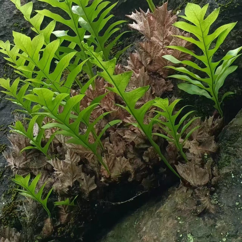 骨碎补，大量出售，品质优美，欢迎全国采购商给我致电