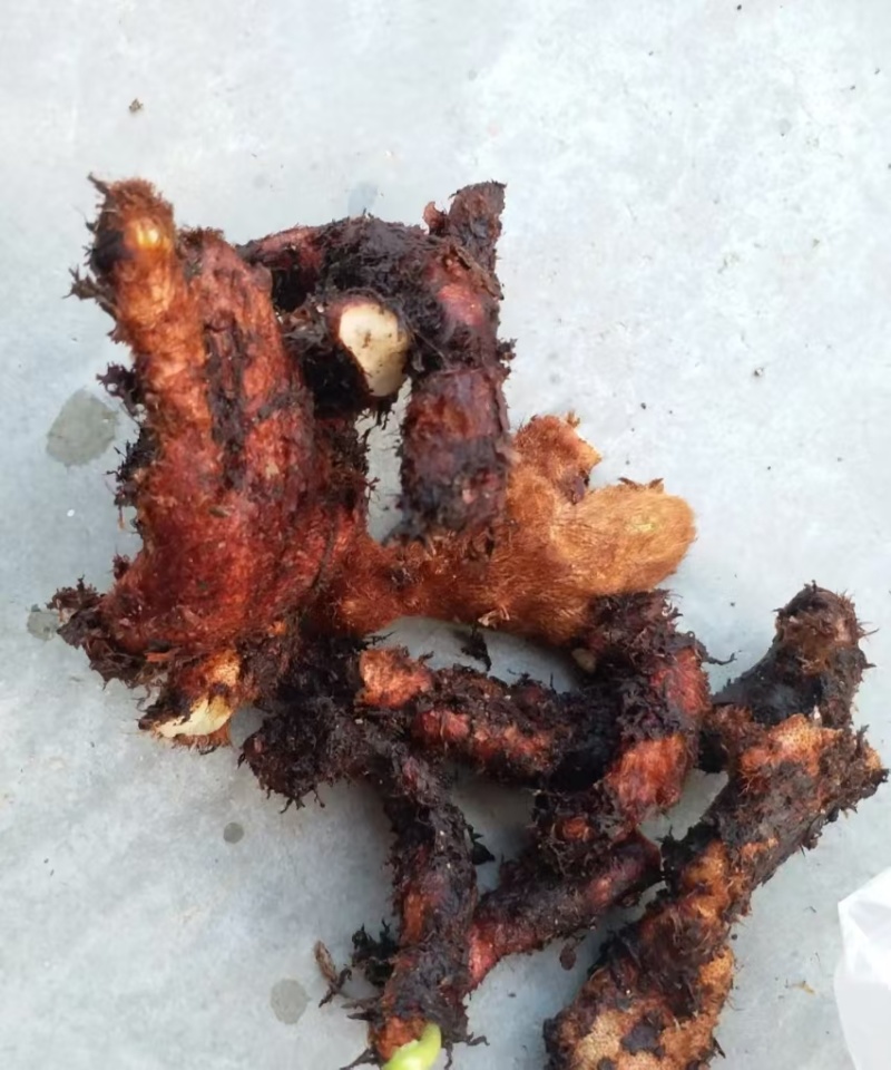 骨碎补，大量出售，品质优美，欢迎全国采购商给我致电