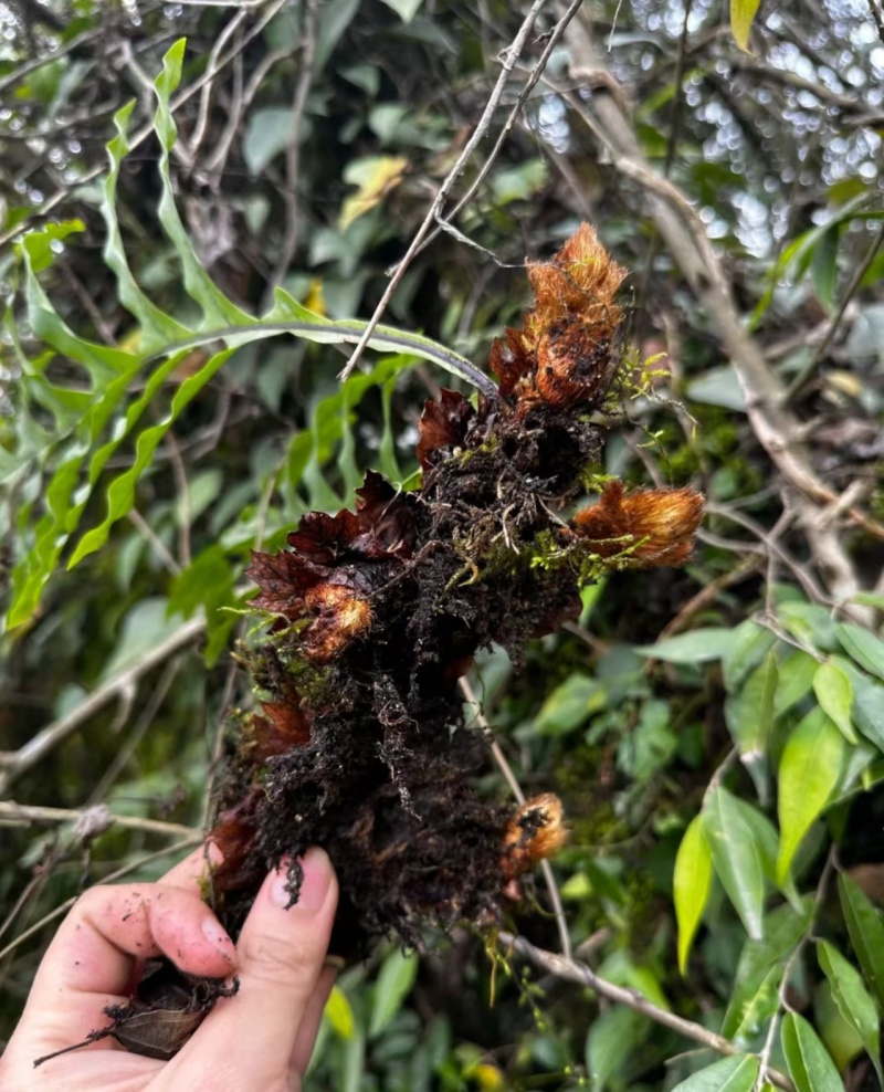 骨碎补，大量出售，品质优美，欢迎全国采购商给我致电