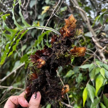 骨碎补，大量出售，品质优美，欢迎全国采购商给我致电