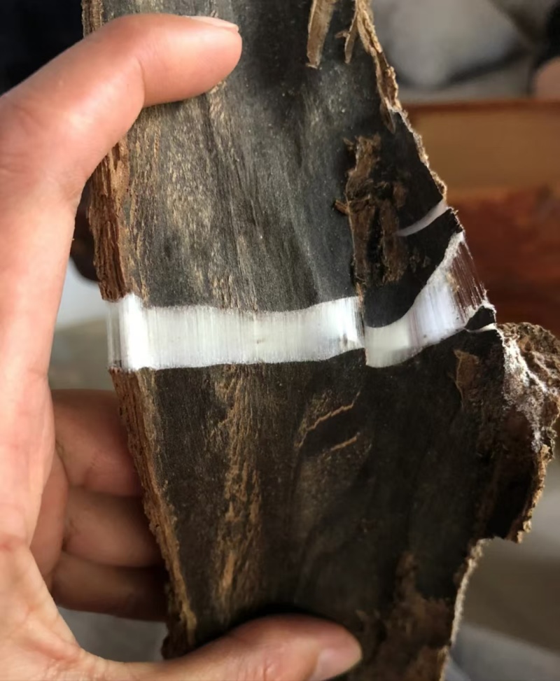 老木杜仲皮，大量上市，品质好，价格实惠，欢迎全国采购致电
