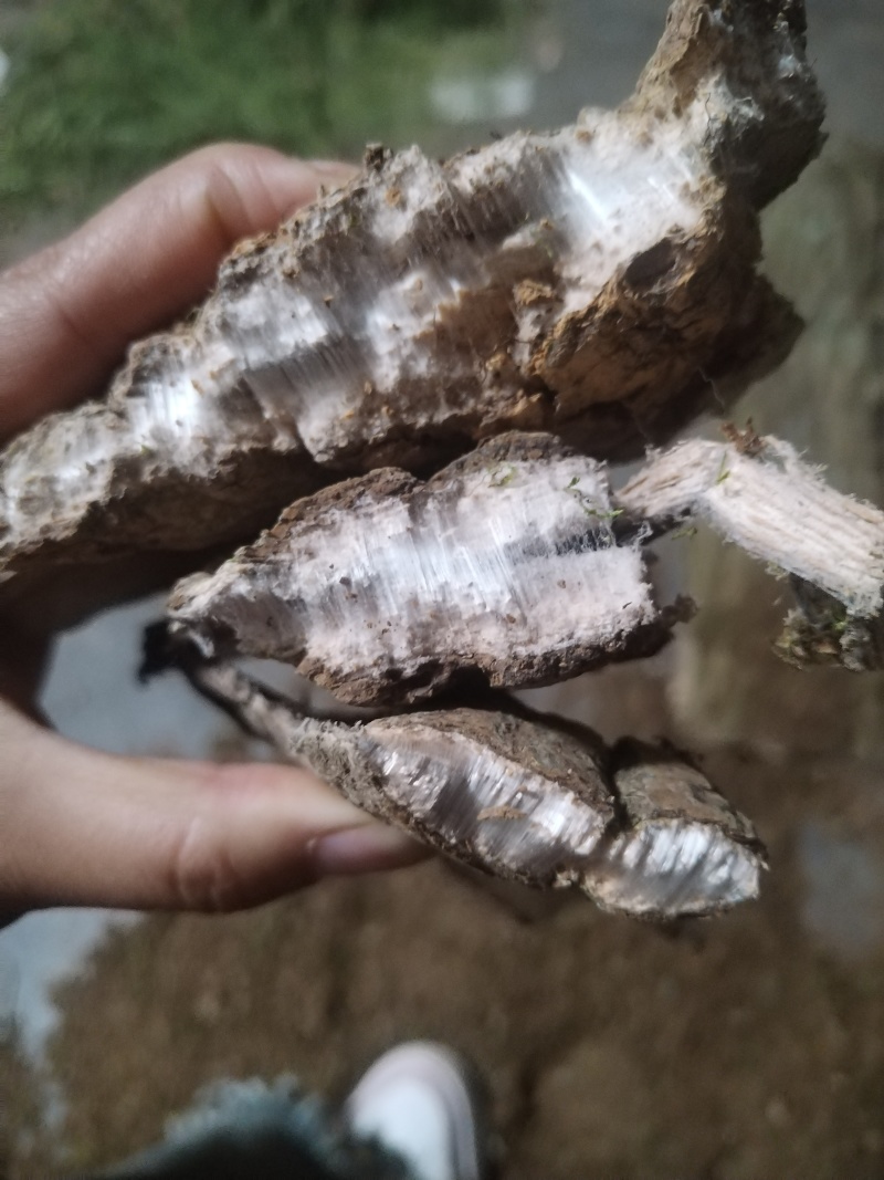 老木杜仲皮，大量上市，品质好，价格实惠，欢迎全国采购致电