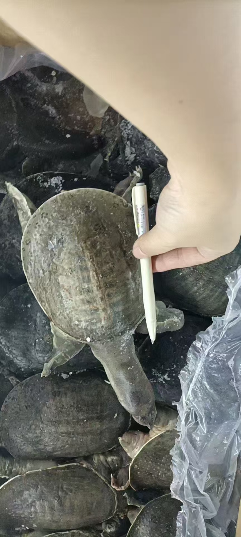 甲鱼几块钱