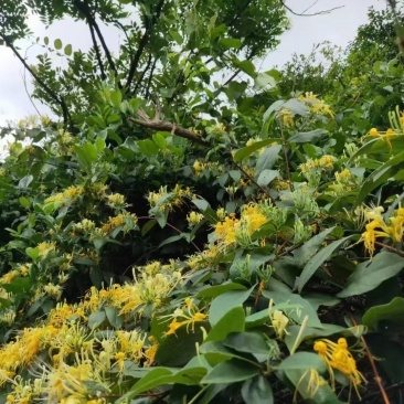 金银花，开花自然晒干无硫，诚信买卖，品质好
