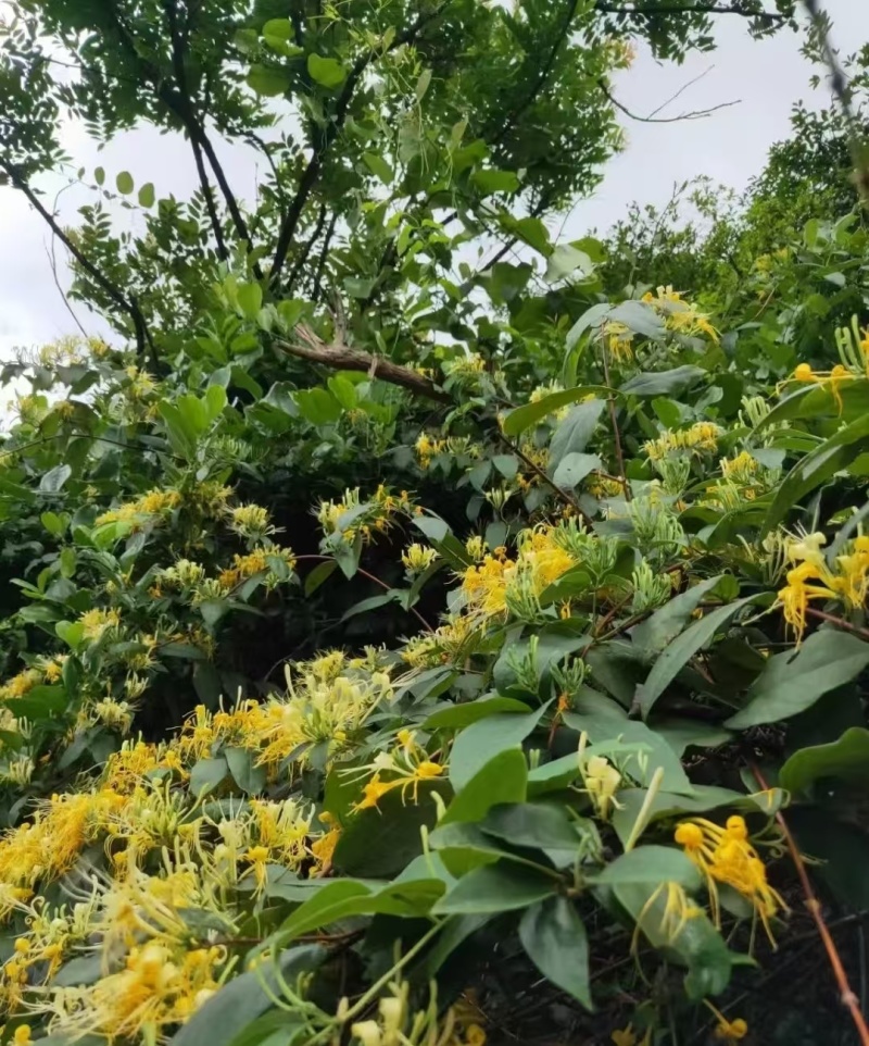 金银花，开花自然晒干无硫，诚信买卖，品质好
