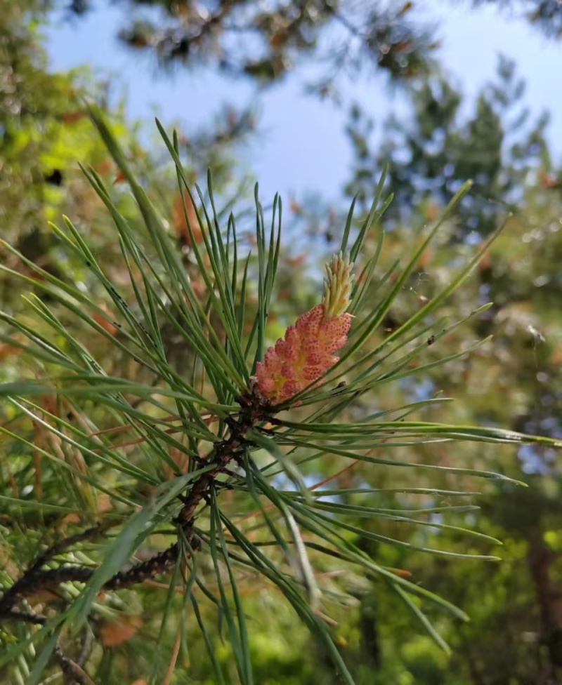 贵州，鲜松针，大量出售，品质优美，诚信买卖
