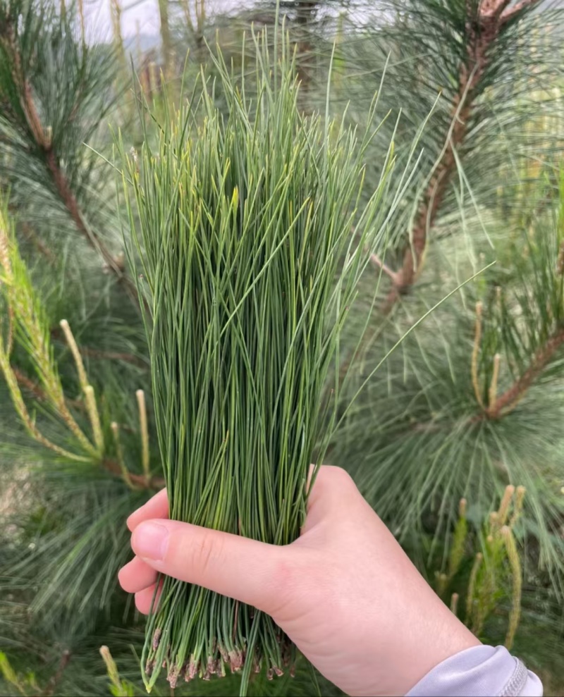 贵州，鲜松针，大量出售，品质优美，诚信买卖