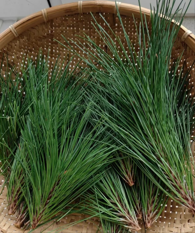 贵州，鲜松针，大量出售，品质优美，诚信买卖
