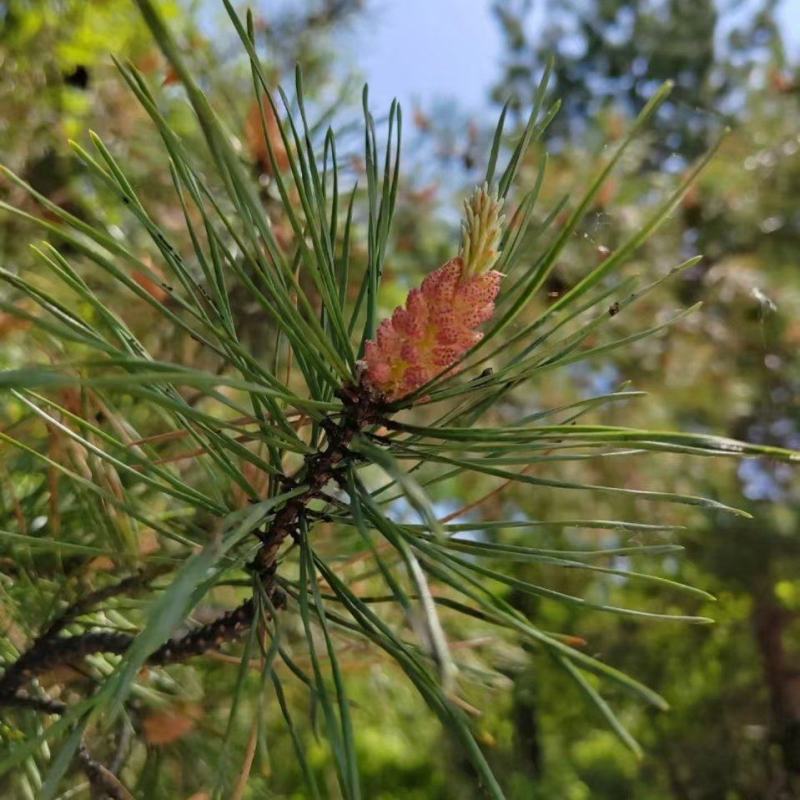 贵州，鲜松针，大量出售，品质优美，诚信买卖