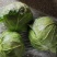 甘蓝圆包菜扁包菜大量有货可视频看货，保质保欢迎咨询