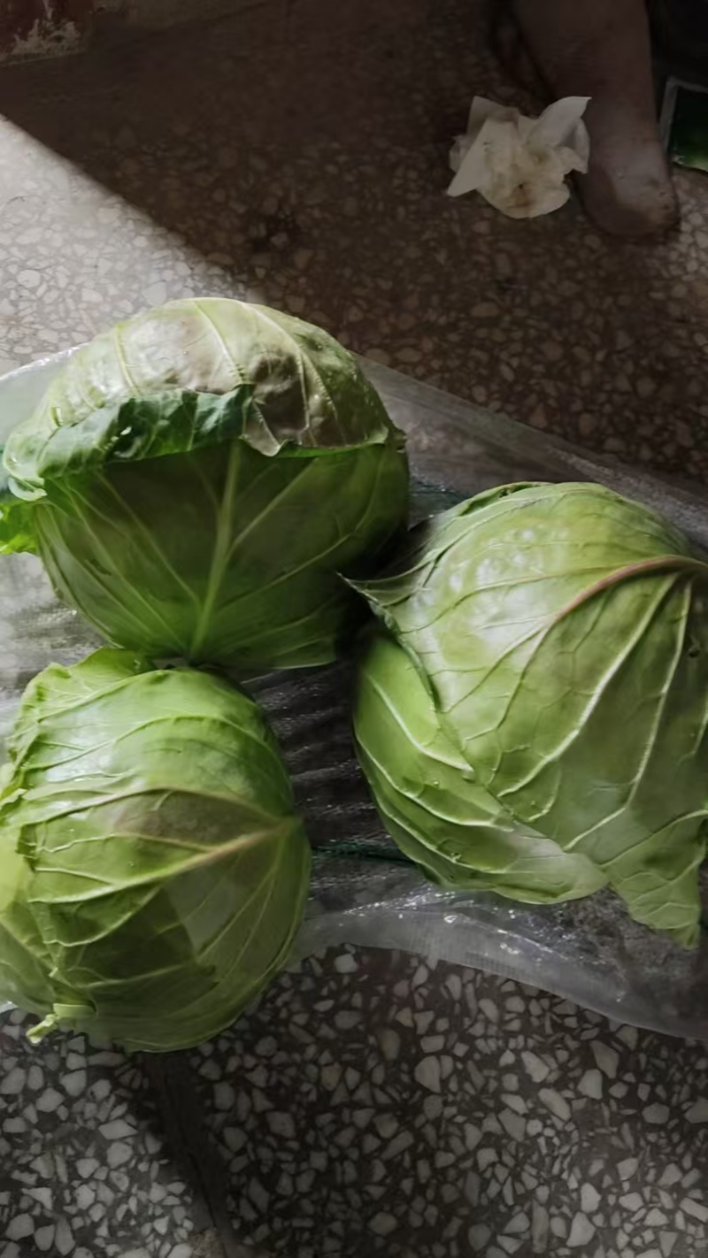 甘蓝圆包菜扁包菜大量有货可视频看货，保质保欢迎咨询